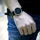 Skagen SKW6217
